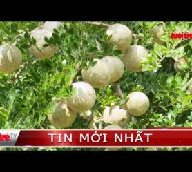 ⚡ Tin mới nhất | Miền Tây vào mùa trái Quách