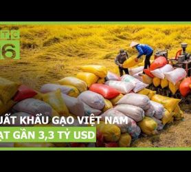 Xuất khẩu gạo 7 tháng năm 2024 của Việt Nam đạt gần 3,3 tỷ USD | VTC16